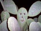 Avatar di Leotto24